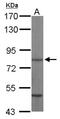 Heat Shock Protein Family A (Hsp70) Member 8 antibody, NBP2-16881, Novus Biologicals, Western Blot image 