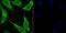 Proteasome Subunit Alpha 1 antibody, NBP2-75633, Novus Biologicals, Immunocytochemistry image 