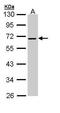 Serpin Family F Member 2 antibody, PA5-22085, Invitrogen Antibodies, Western Blot image 