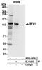 Regulatory Factor X1 antibody, A303-043A, Bethyl Labs, Immunoprecipitation image 
