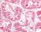 Estrogen-related receptor gamma antibody, MBS395991, MyBioSource, Immunohistochemistry frozen image 