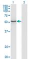 Zinc Finger Protein 70 antibody, MA5-20262, Invitrogen Antibodies, Western Blot image 
