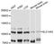 Urea transporter 2 antibody, LS-C748271, Lifespan Biosciences, Western Blot image 