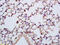Seizure Related 6 Homolog Like antibody, GTX51696, GeneTex, Immunohistochemistry paraffin image 