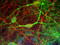 Internexin Neuronal Intermediate Filament Protein Alpha antibody, TA336618, Origene, Immunofluorescence image 