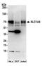 Neutral amino acid transporter A antibody, A305-280A, Bethyl Labs, Western Blot image 