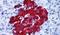 G Protein-Coupled Receptor 82 antibody, PA5-33769, Invitrogen Antibodies, Immunohistochemistry frozen image 