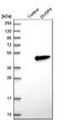 Dual Specificity Phosphatase 9 antibody, HPA003336, Atlas Antibodies, Western Blot image 