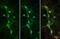 V-type proton ATPase subunit H antibody, GTX110778, GeneTex, Immunofluorescence image 