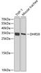 Dehydrogenase/Reductase 9 antibody, GTX54001, GeneTex, Western Blot image 