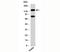 Period Circadian Regulator 2 antibody, orb248151, Biorbyt, Western Blot image 
