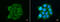Autophagy Related 9A antibody, GTX128427, GeneTex, Immunofluorescence image 