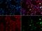 XPA, DNA Damage Recognition And Repair Factor antibody, GTX55843, GeneTex, Immunofluorescence image 