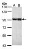 MALT1 Paracaspase antibody, orb73886, Biorbyt, Western Blot image 