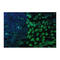 lamin A antibody, IQ330, Immuquest, Immunofluorescence image 