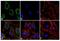 Adiponectin, C1Q And Collagen Domain Containing antibody, GTX80683, GeneTex, Immunofluorescence image 