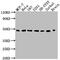 Lysyl Oxidase antibody, CSB-PA013038LA01HU, Cusabio, Western Blot image 