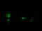 HRas Proto-Oncogene, GTPase antibody, TA505669AM, Origene, Immunofluorescence image 