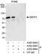 ATP Binding Cassette Subfamily F Member 2 antibody, A302-005A, Bethyl Labs, Immunoprecipitation image 