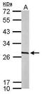 Calcyclin-binding protein antibody, TA308595, Origene, Western Blot image 