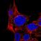 MPV17 Mitochondrial Inner Membrane Protein Like antibody, NBP1-83466, Novus Biologicals, Immunofluorescence image 
