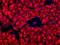 Human Pancreas Exocrine Cell Marker 1 antibody, NBP1-18951, Novus Biologicals, Immunofluorescence image 