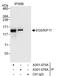 Kinesin-like protein KIF11 antibody, A301-075A, Bethyl Labs, Immunoprecipitation image 
