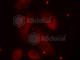LIM Domain Kinase 1 antibody, AP0387, ABclonal Technology, Immunofluorescence image 