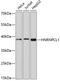 Heterogeneous Nuclear Ribonucleoprotein C Like 1 antibody, 14-148, ProSci, Western Blot image 