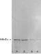 Nf68 antibody, TA336713, Origene, Western Blot image 