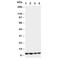 Apelin antibody, R30574, NSJ Bioreagents, Western Blot image 
