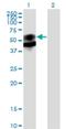 Sulfated glycoprotein 1 antibody, H00005660-M01, Novus Biologicals, Western Blot image 