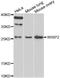 Ccn5 antibody, orb247987, Biorbyt, Western Blot image 