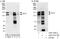 Tight Junction Protein 2 antibody, A303-751A, Bethyl Labs, Immunoprecipitation image 