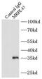 Mitochondrial Ribosomal Protein L45 antibody, FNab05333, FineTest, Immunoprecipitation image 