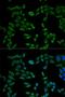 VAMP Associated Protein B And C antibody, orb167277, Biorbyt, Immunofluorescence image 