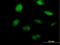 Homeobox protein Nkx-2.8 antibody, H00026257-B01P, Novus Biologicals, Immunofluorescence image 