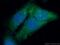 Alcohol dehydrogenase class-3 antibody, 11051-1-AP, Proteintech Group, Immunofluorescence image 