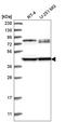 Doublecortin Domain Containing 2 antibody, HPA031584, Atlas Antibodies, Western Blot image 