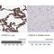 S100A10 antibody, NBP1-89370, Novus Biologicals, Immunohistochemistry paraffin image 