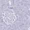 Homer Scaffold Protein 3 antibody, HPA040999, Atlas Antibodies, Immunohistochemistry frozen image 