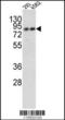 TLE Family Member 2, Transcriptional Corepressor antibody, LS-C161910, Lifespan Biosciences, Western Blot image 
