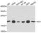 Acireductone Dioxygenase 1 antibody, A4820, ABclonal Technology, Western Blot image 