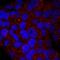 UDP-glucuronosyltransferase 1-1 antibody, AF6490, R&D Systems, Immunocytochemistry image 