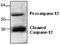 Caspase-12 antibody, GTX59923, GeneTex, Western Blot image 