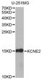Potassium Voltage-Gated Channel Subfamily E Regulatory Subunit 2 antibody, A9859, ABclonal Technology, Western Blot image 
