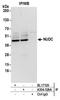 Nuclear migration protein nudC antibody, A304-526A, Bethyl Labs, Immunoprecipitation image 
