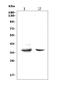 FAS antibody, A00055, Boster Biological Technology, Western Blot image 