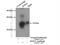 Ring Finger Protein 11 antibody, 16948-1-AP, Proteintech Group, Immunoprecipitation image 