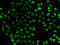 SUB1 Regulator Of Transcription antibody, 22-674, ProSci, Immunofluorescence image 